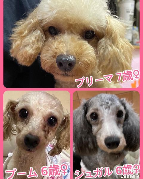 🐾今日の里親様募集中ワンコ🐶メンバーです🐾2022,11,5【保護犬カフェ天神橋店】